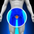 Medical X-Ray Scan - Bladder Royalty Free Stock Photo