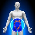 Medical X-Ray Scan - Colon Royalty Free Stock Photo