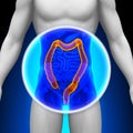 Medical X-Ray Scan - Colon Royalty Free Stock Photo