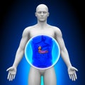 Medical X-Ray Scan - Gallbladder / Pancreas