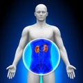 Medical X-Ray Scan - Kidneys Royalty Free Stock Photo