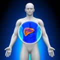 Medical X-Ray Scan - Liver Royalty Free Stock Photo