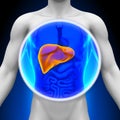 Medical X-Ray Scan - Liver Royalty Free Stock Photo