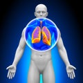 Medical X-Ray Scan - Lungs Royalty Free Stock Photo