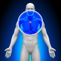 Medical X-Ray Scan - Thymus