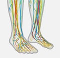 Medically accurate anatomy illustration of human feet legs with nervous and blood system