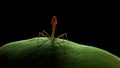 A bacteriophage infecting a bacteria