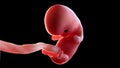 A human fetus week 8