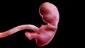A human fetus week 9