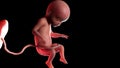 A human fetus week 22