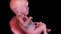 A human fetus week 26