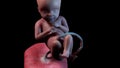 A human fetus week 28