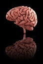 Medically accurate 3d render of the male human brain Royalty Free Stock Photo