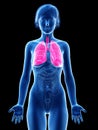 A femaleÃÂ´s lung Royalty Free Stock Photo