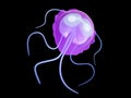A giardia parasite Royalty Free Stock Photo