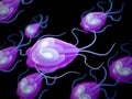 A giardia parasite Royalty Free Stock Photo