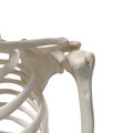 The shoulder bones