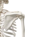 The shoulder bones