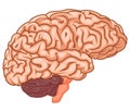 Medically accurate illustration of the brain Royalty Free Stock Photo