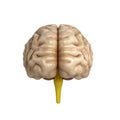 Medically accurate illustration of the brain Royalty Free Stock Photo