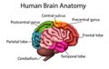Medically accurate illustration of the brain, anatomical structure vector Royalty Free Stock Photo