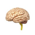 Medically accurate illustration of the brain 3d render Royalty Free Stock Photo