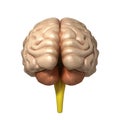 Medically accurate illustration of the brain 3d render Royalty Free Stock Photo