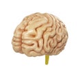 Medically accurate illustration of the brain 3d render Royalty Free Stock Photo