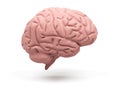 Medically accurate illustration of the brain Royalty Free Stock Photo