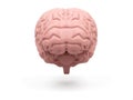 Medically accurate illustration of the brain Royalty Free Stock Photo