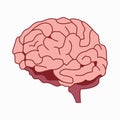 Medically accurate illustration of the brain design vector Royalty Free Stock Photo