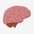 medically accurate illustration of the brain Royalty Free Stock Photo