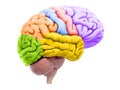 The brain sections Royalty Free Stock Photo