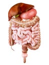 The human digestive system Royalty Free Stock Photo