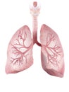 The human lung and bronchi Royalty Free Stock Photo