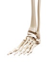 The human skeletal foot