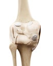 The human skeletal knee Royalty Free Stock Photo