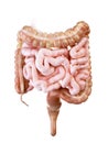 The human small and large intestine