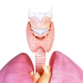 The human thyroid gland and larynx