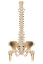 Medically accurate illustration of the skeletal system - the hip, pelvis and spine. Front view.