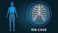 Medically accurate ribcage 3d illustration Royalty Free Stock Photo