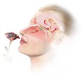 Olfactory sense, medically 3D illustration