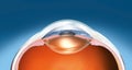 Healthy human eye anatomy, medically 3D illustration
