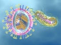 Infectious disease: Virus left and bacteria right, medically 3D illustration Royalty Free Stock Photo