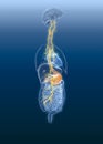 Vagus nerve with painul stomach and digestive system, 3D medically illustration