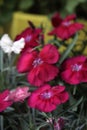 Medicative herb: red flowers of carnation close up Royalty Free Stock Photo