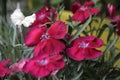 Medicative herb: red flowers of carnation close up Royalty Free Stock Photo
