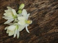 Medicianl moringa flower Royalty Free Stock Photo