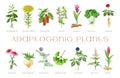 Medicinal adaptogenic plants and herbs painted set. Watercolor botanical illustration. Hand drawn medicinal different Royalty Free Stock Photo