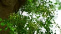 Medicinal attractive Henna Tree view. New budding plant mainly uses in medicinal purpose and hair dye.